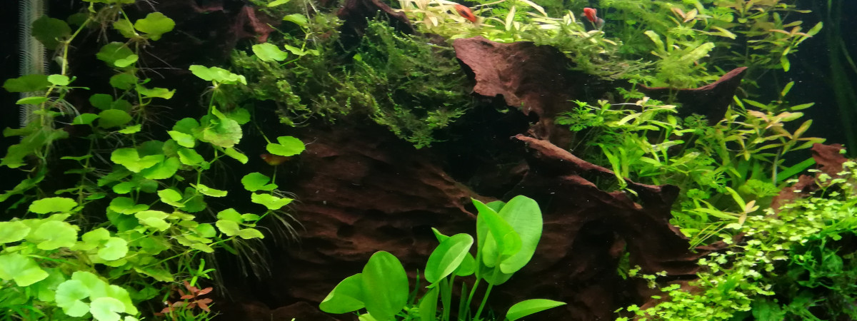 aquarium Osaka 320