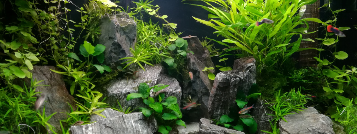 aquarium Juwel Rio 125