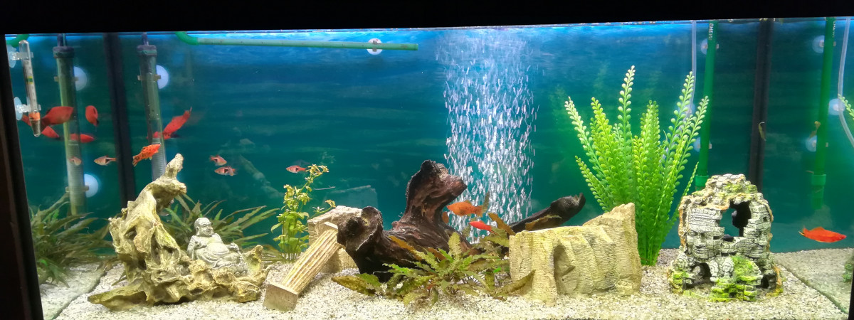 aquarium Xipho
