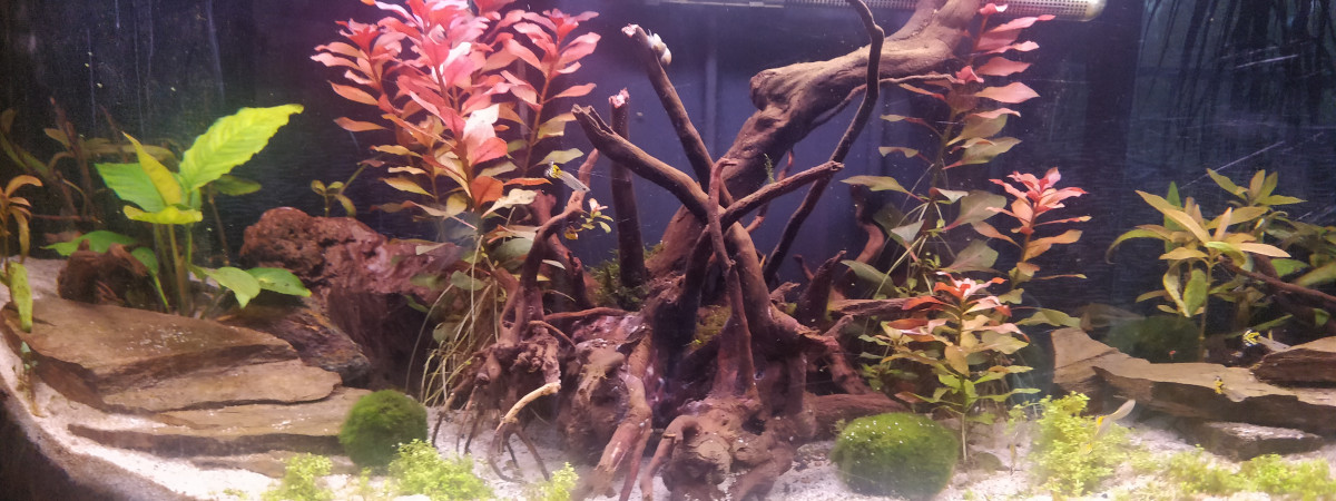 aquarium Aquarium salon
