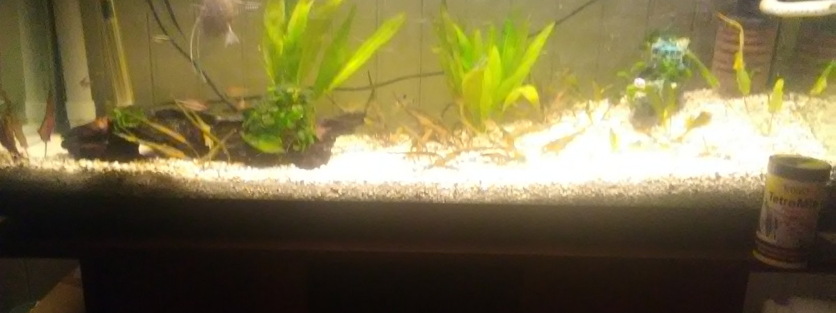 aquarium Naturelle