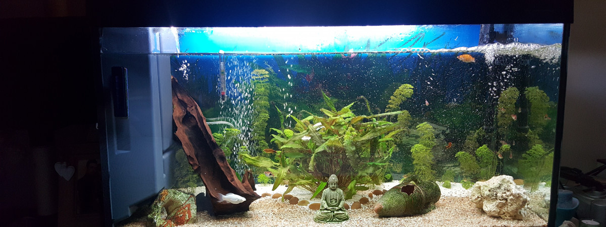aquarium Mon 200l eau douce