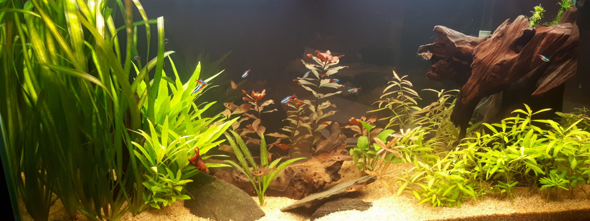 aquarium Amazon place