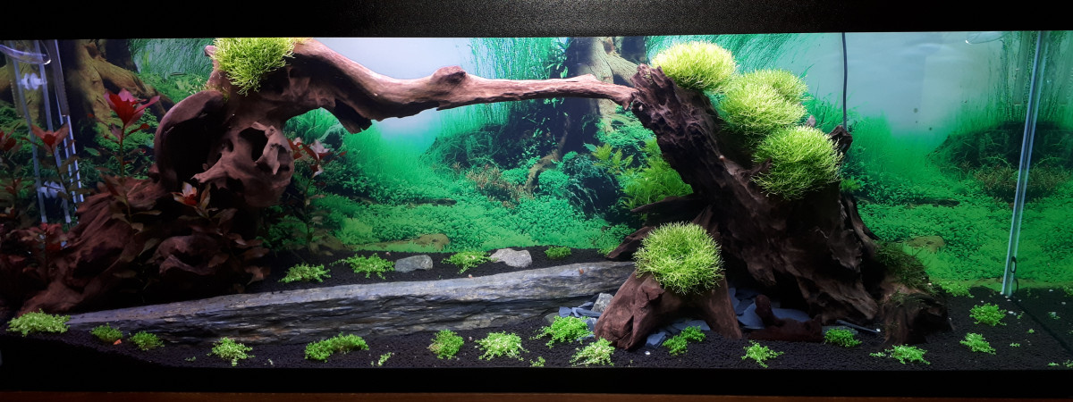 aquarium Asian place
