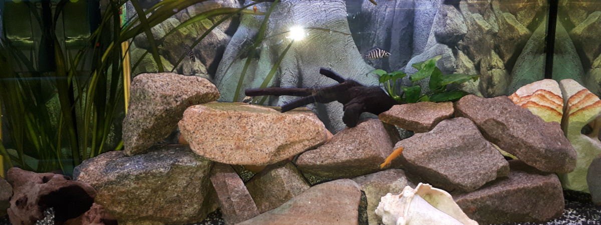 aquarium Africain place