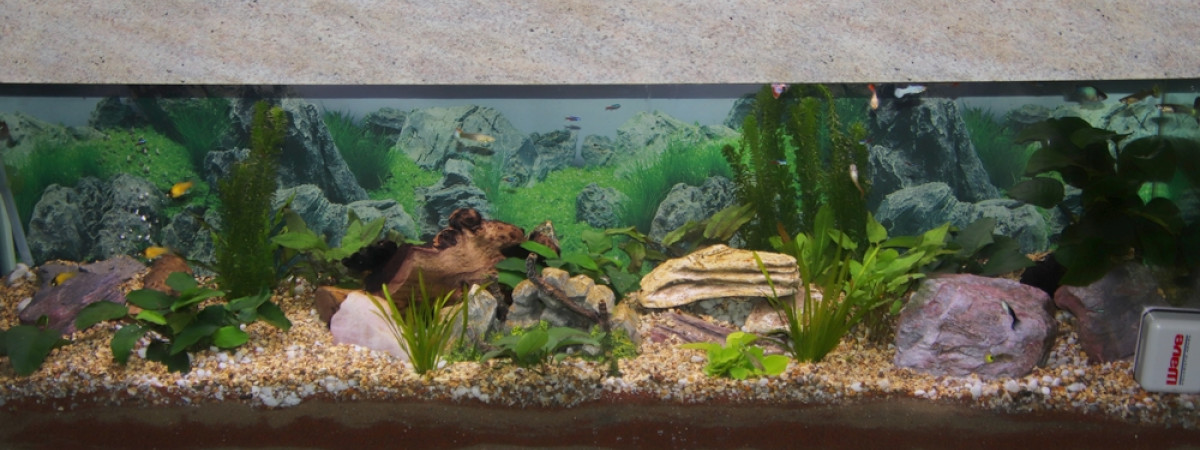 aquarium guppyland