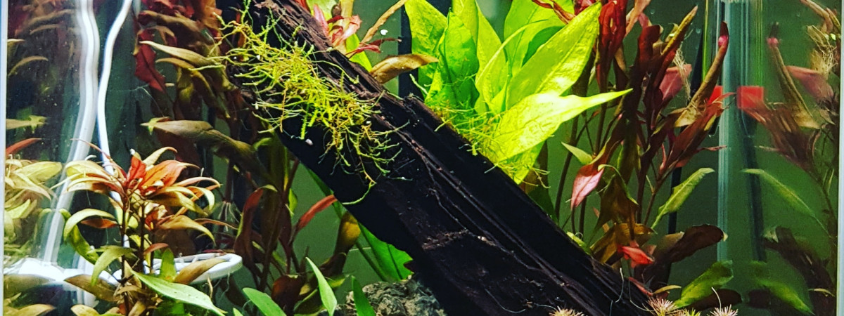 aquarium Aquael