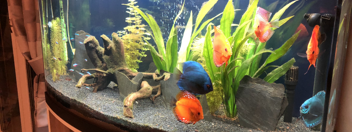 aquarium Discus