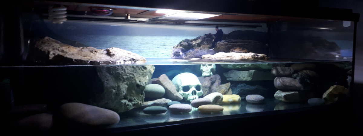 aquarium Aquarium tortues