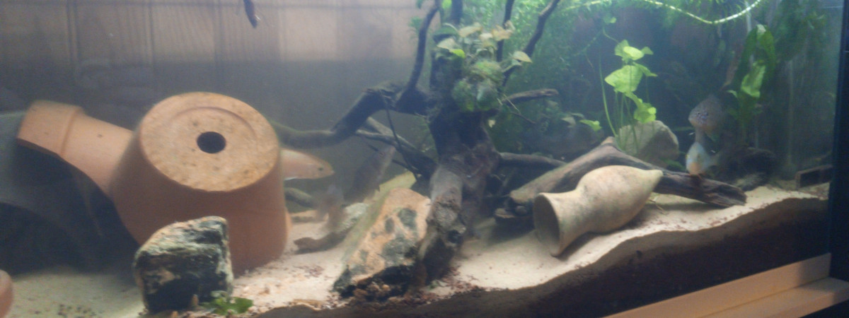 aquarium 120l biotope Rivière eau froide