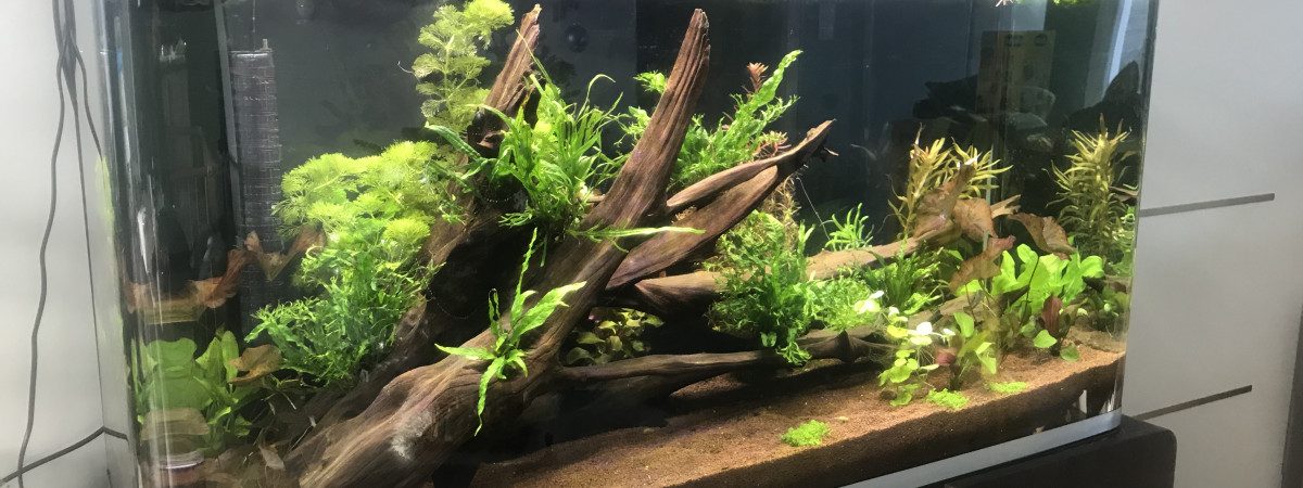 aquarium Amazonien 300L