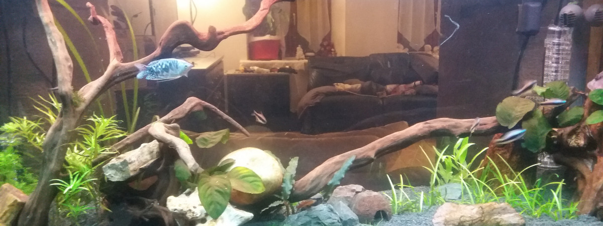 aquarium Amazonien