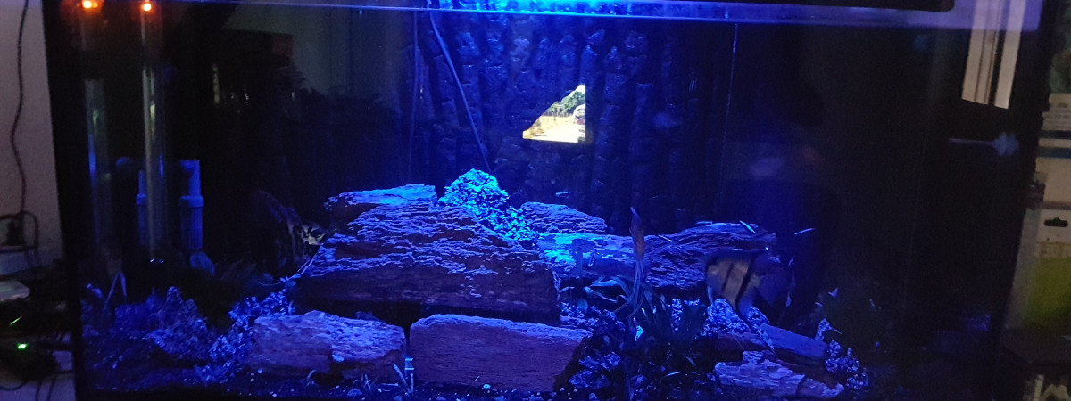 aquarium Amazonien