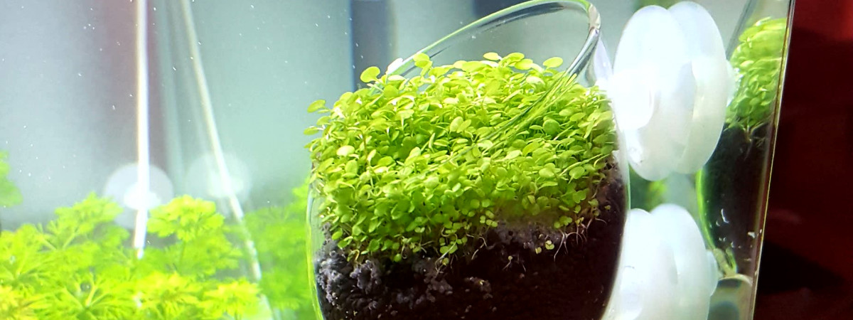 aquarium Wabi Kusa
