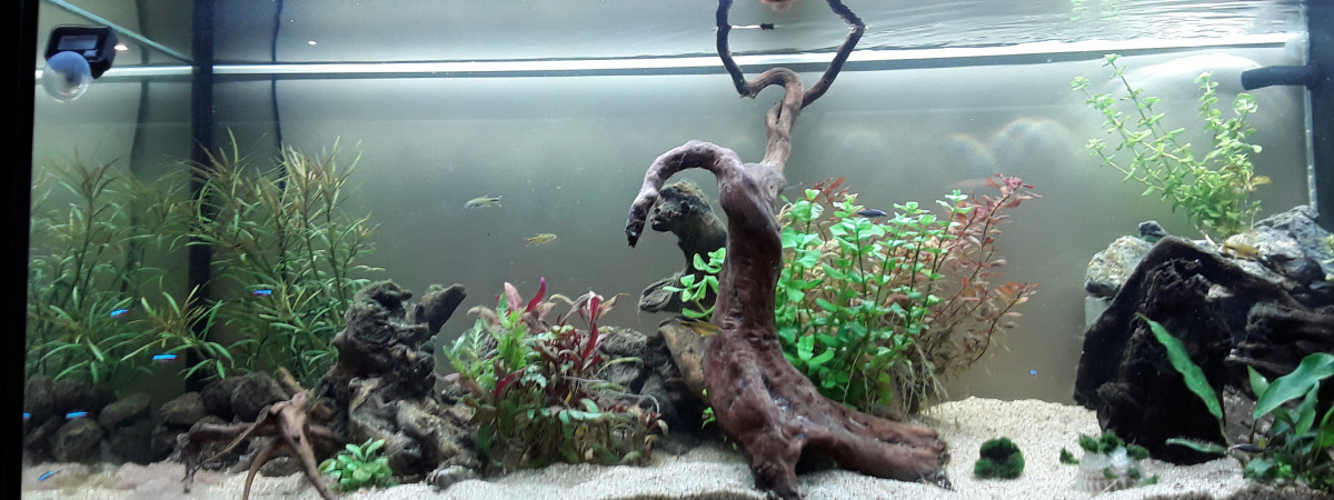 aquarium DchaquaAmazinien