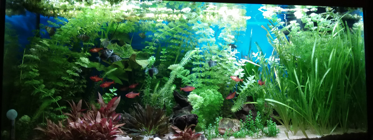 aquarium mon bac pseudo Amazonien