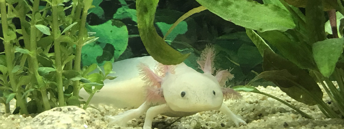 aquarium Axolots