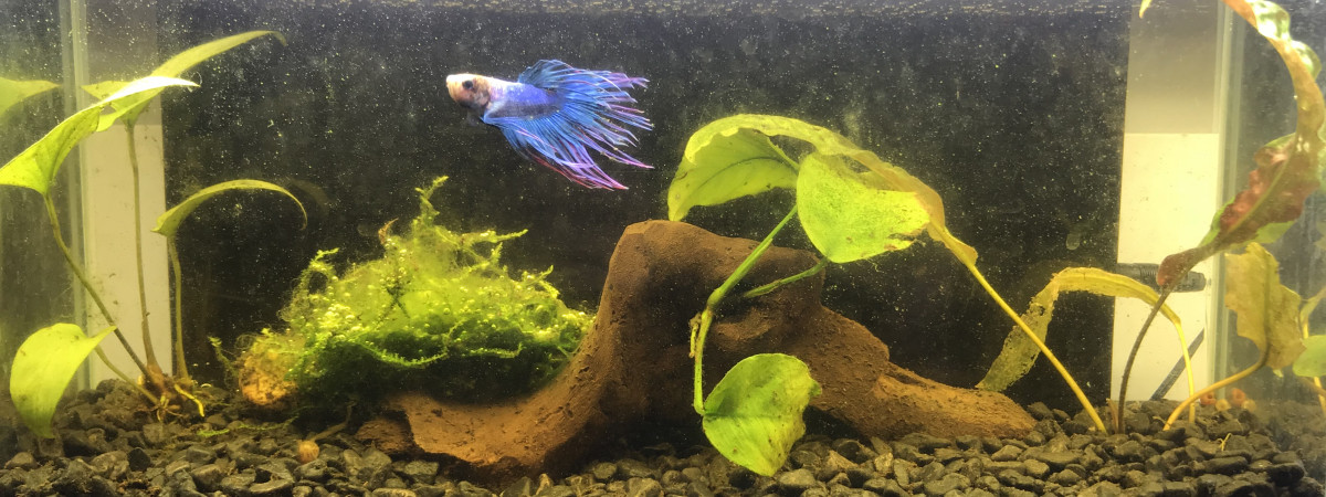 aquarium Low tec