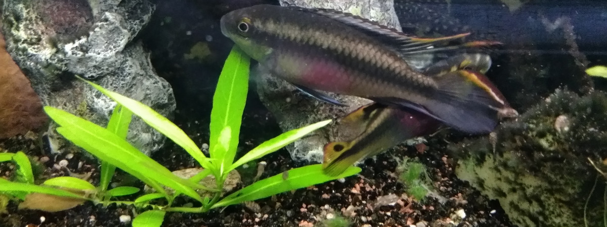 aquarium Juwel 250