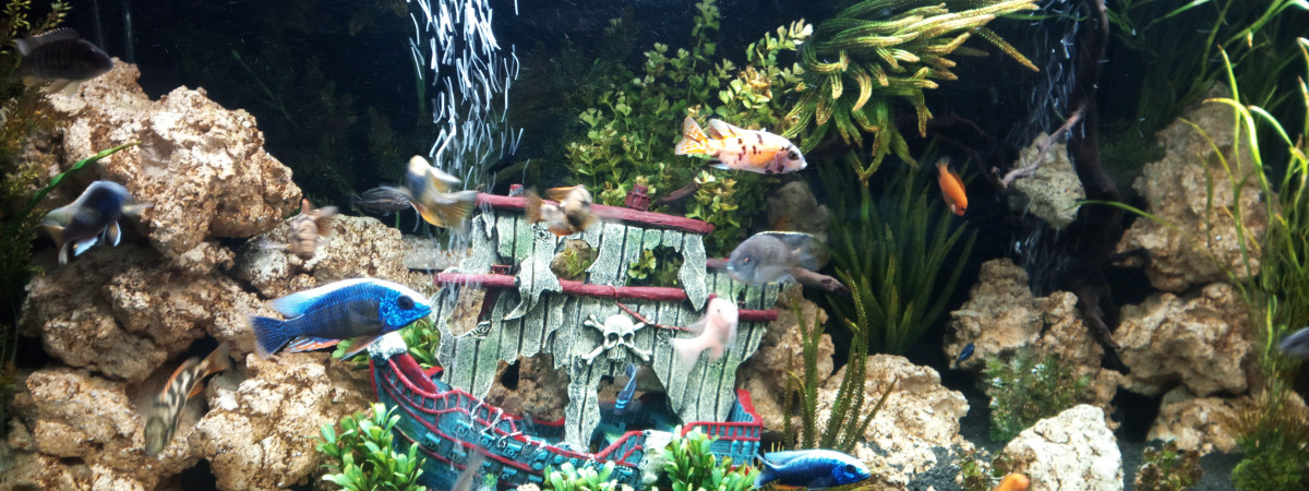 aquarium Cichlidés Malawi