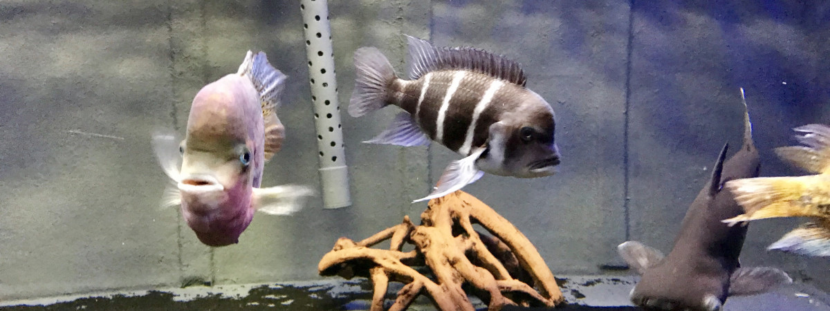 aquarium Thebault