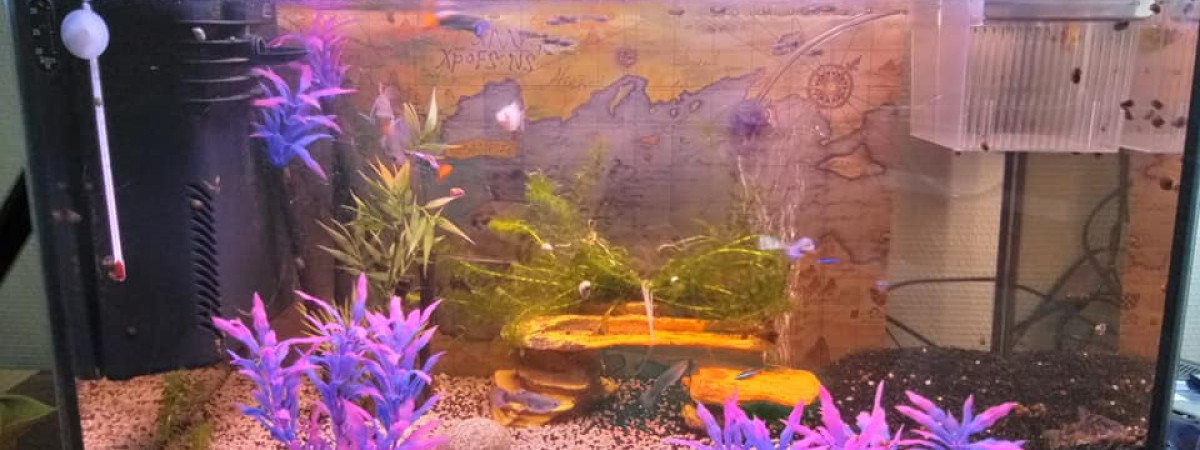 aquarium ma vie ma passion