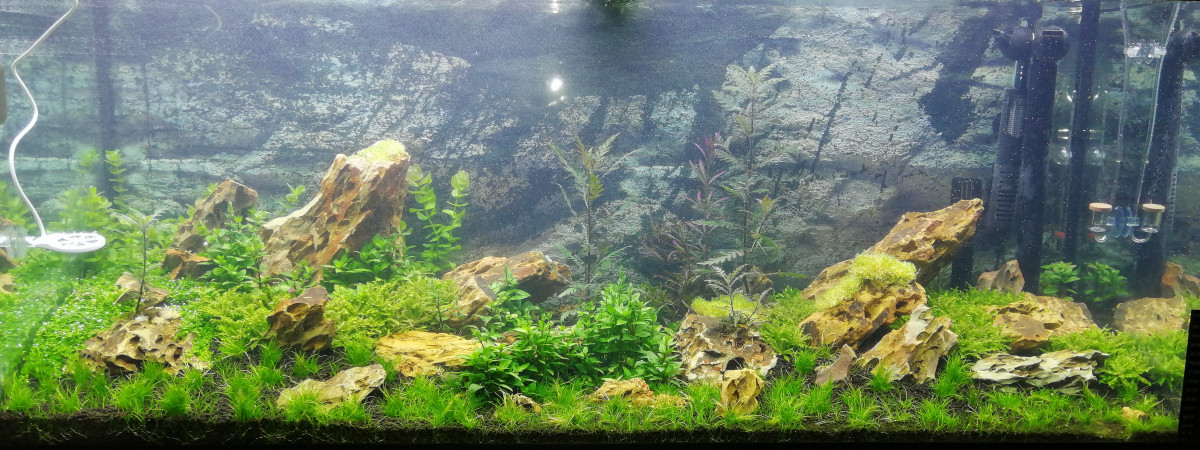 aquarium Aquascaping iwagumi