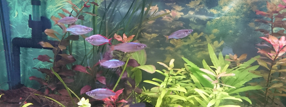aquarium praecox