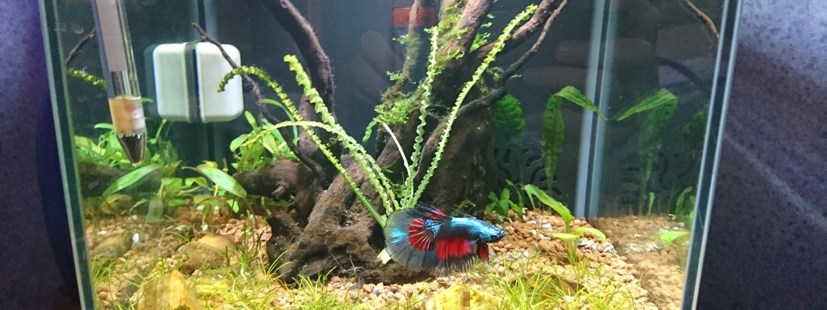 aquarium betta