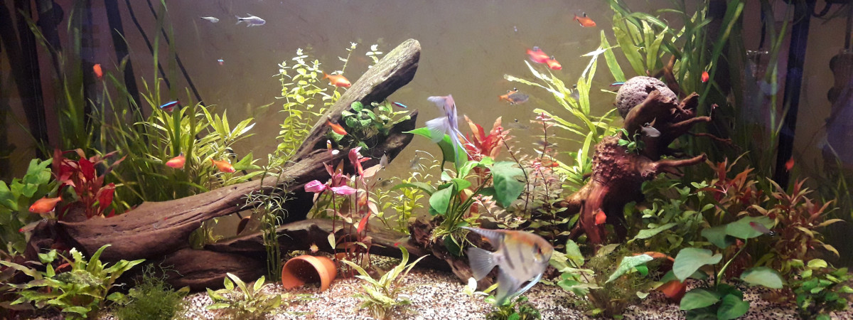 aquarium Amazonien