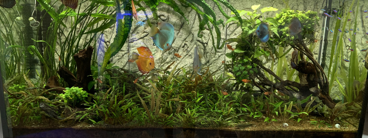aquarium Discus