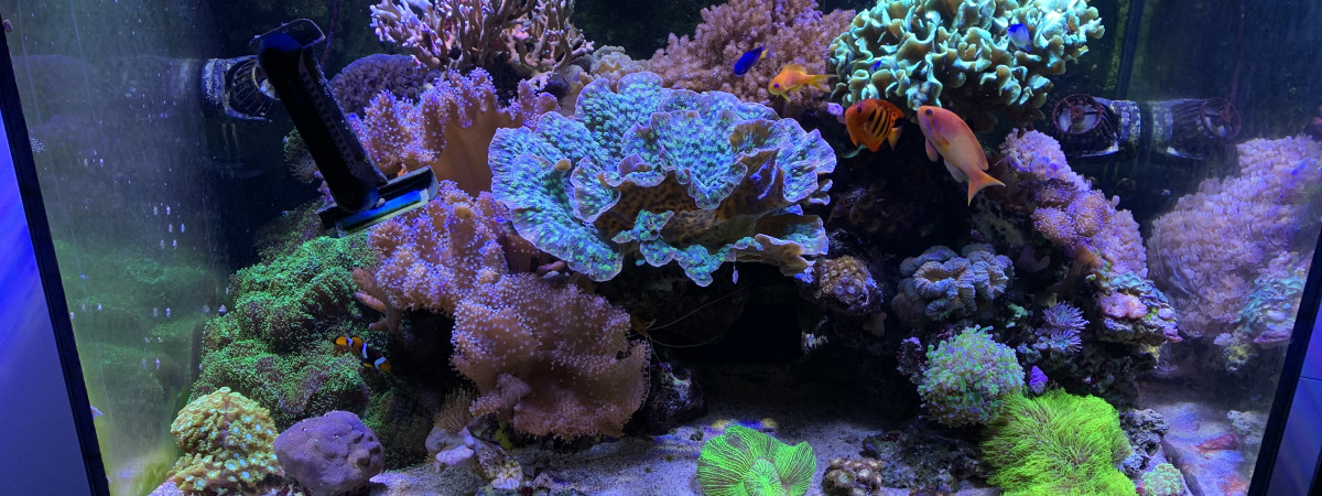 aquarium Recif