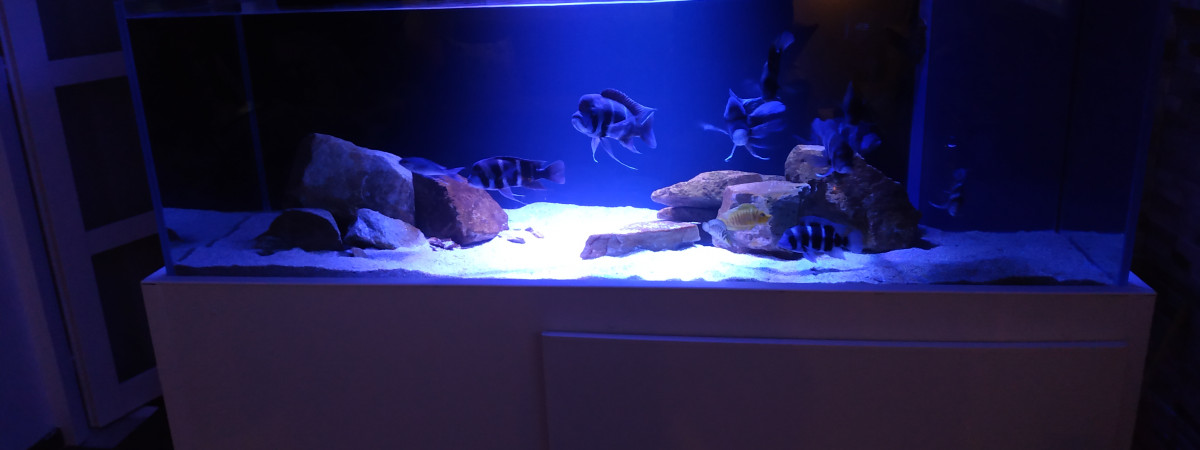 aquarium Tanganyika