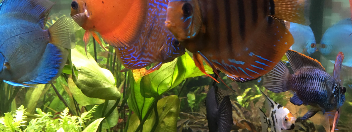 aquarium amazonie