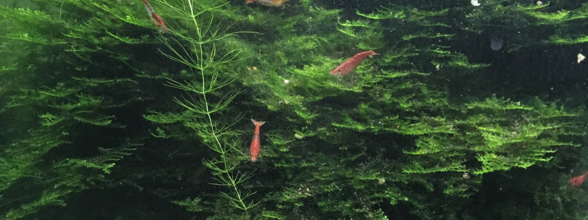 aquarium Crevettes