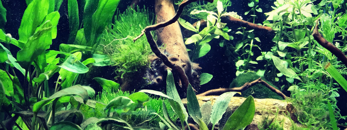 aquarium Dennerle NanoCube 30l