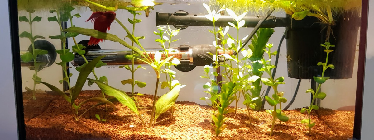 aquarium Nano 12l