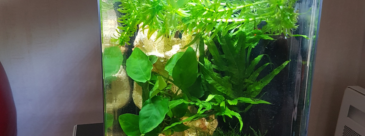 aquarium Nano bac