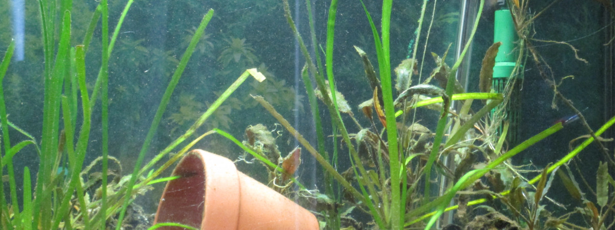 aquarium Amérique du Sud Amazonie Brésil Venezuéla Guyane