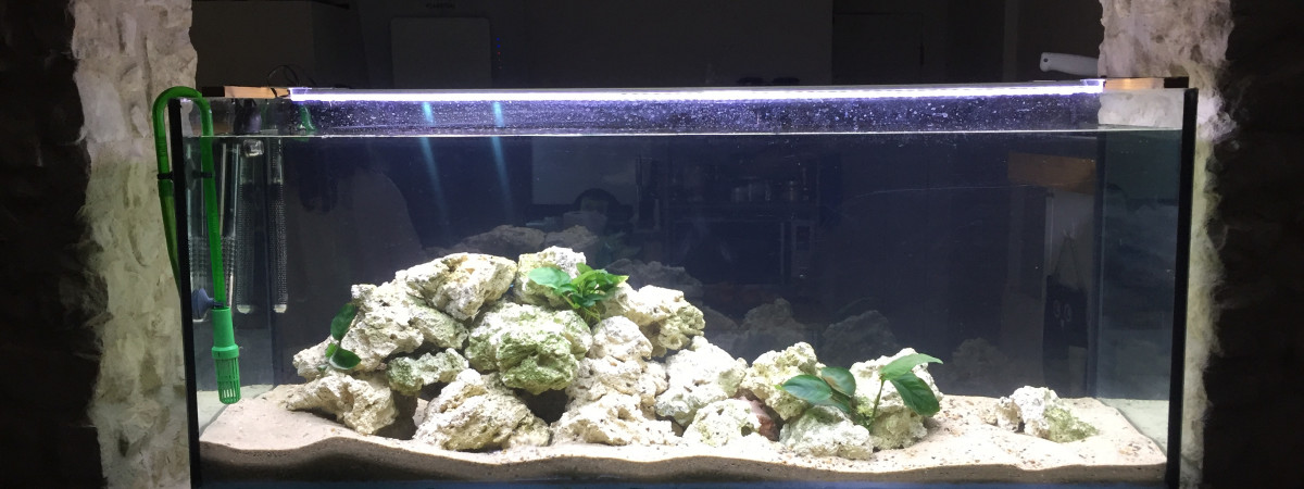 aquarium Tanganika