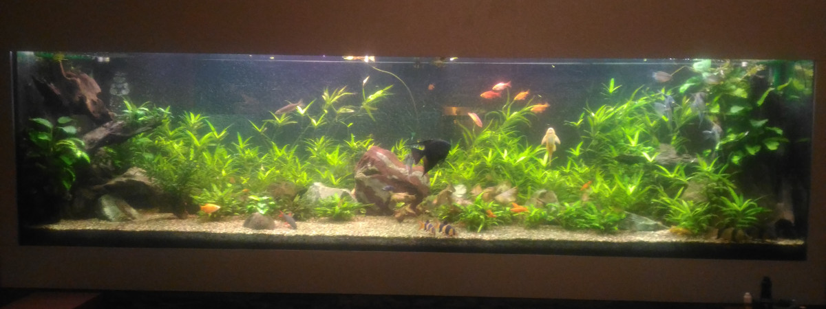 aquarium Salon