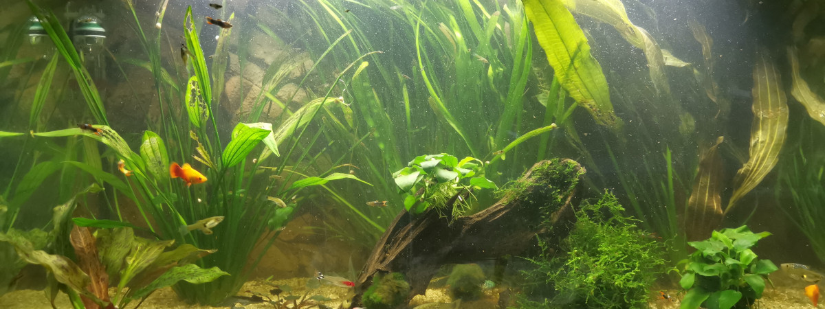 aquarium Aquatlantis