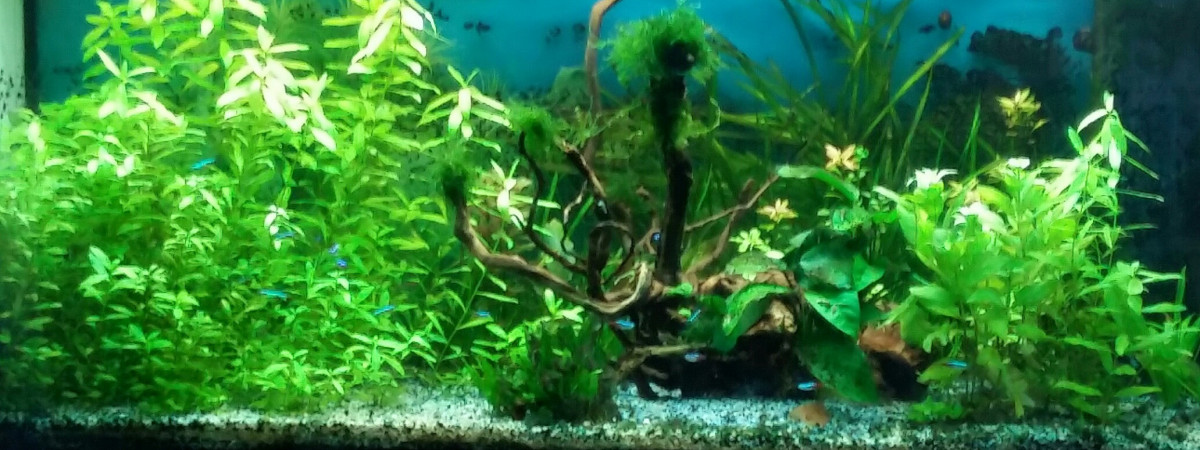 aquarium 300 l