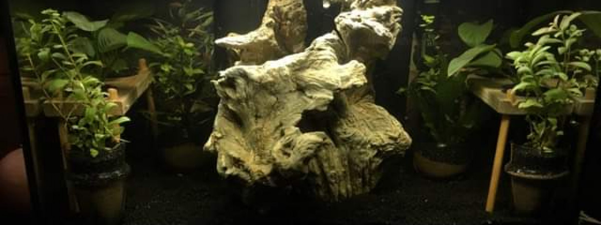 aquarium Betta