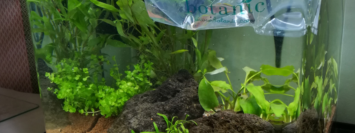 aquarium Tateurndina occelicauda