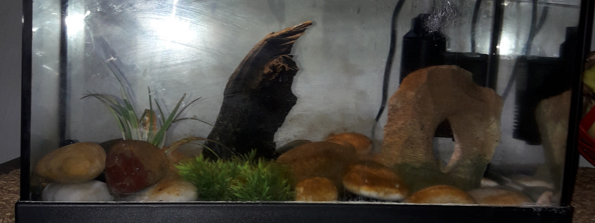 aquarium Combattant