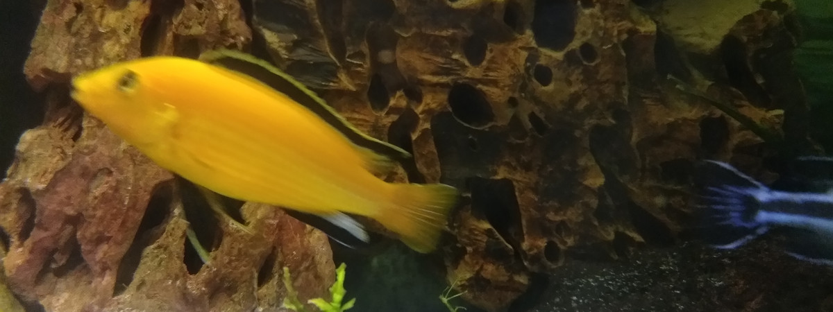 aquarium Malawi