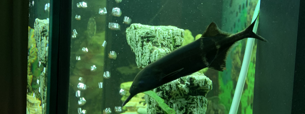 aquarium Juvel aquavision 200l brut