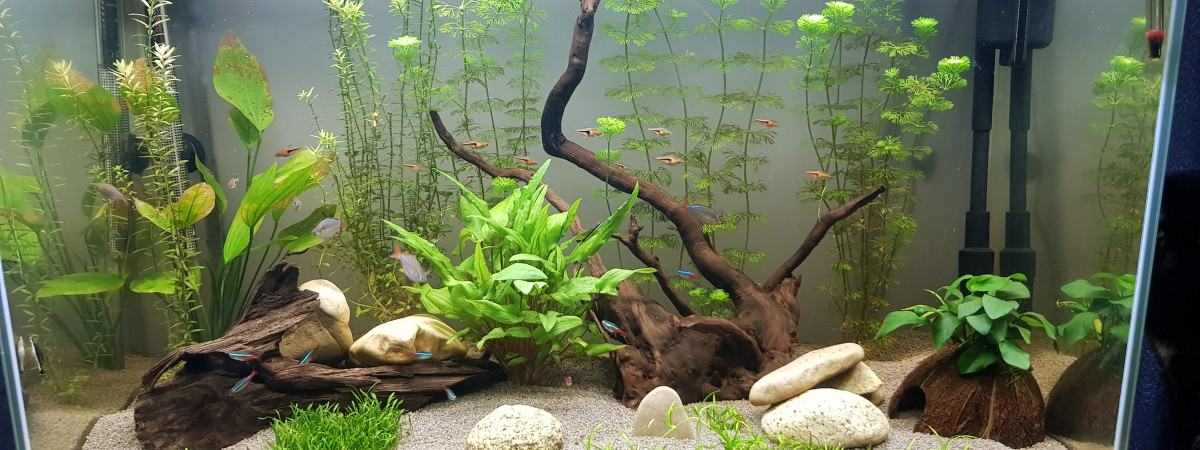 aquarium Aqua