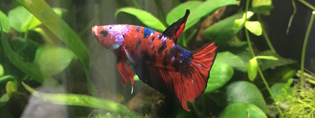 aquarium 20L_BettaKoi